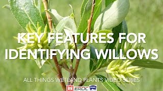 Key Features for Identifying Willows [upl. by Hitoshi]