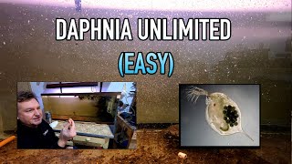 How I Raise Daphnia Water Fleas And You Can Too [upl. by Abisha]