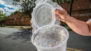 DIY Mosquito Trap that Actually Works [upl. by Sven816]