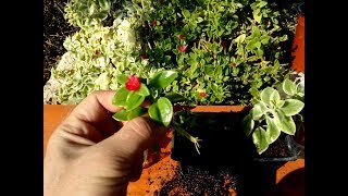 How to grow Baby Sunrose  Aptenia cordifolia from cutting [upl. by Ahsiuqet762]