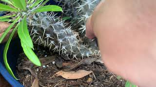 Propagating Madagascar Palms [upl. by Kaylyn]