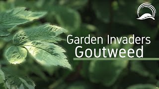 Garden Invaders  Goutweed [upl. by Jamill603]