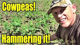 Cotton Candy for Deer How to Plant Iron amp Clay Cowpeas [upl. by Mayberry]