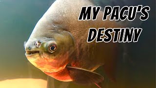 Red Belly Pacu  Growth Feeding Petting and Ultimate Fate Piaractus brachypomus [upl. by Enilrem629]