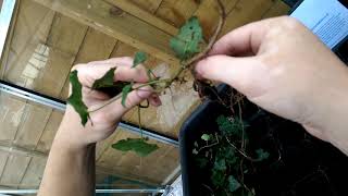 Ivy Hedera helix How To Propagate amp Make More Plants [upl. by Zennie]