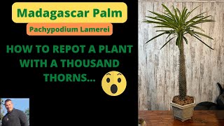 REPOTTING A MADAGASCAR PALM  Pachypodium Lamerei [upl. by Nofets909]