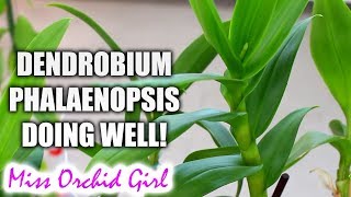 Dendrobium Phalaenopsis Orchids update and recovery [upl. by Seni]