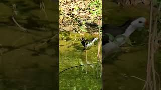 WhiteBreasted Waterhen [upl. by Amice851]