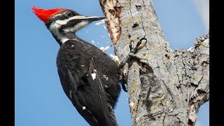 Woodpecker pecking [upl. by Franck]