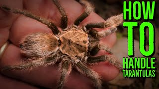 Top 10 Tarantulas To Handle How To Hold a Spider [upl. by Redyr]