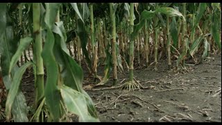 Anthracnose Stalk Rot vs DEKALB® Disease Shield® [upl. by Iinde]