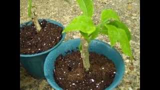 Datura Seedlings and Brugmansia Cuttings [upl. by Earas]