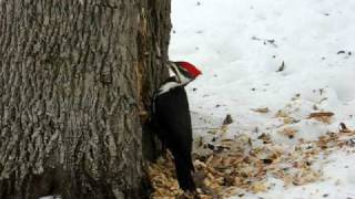 Pileated Woodpecker in Action [upl. by Aiza]