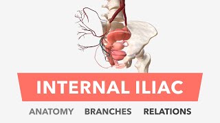 Internal Iliac Artery  Anatomy Branches amp Relations [upl. by Earle888]