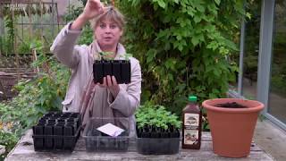 How to Sow Sweet Peas [upl. by Adnawad115]