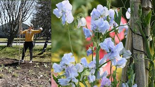 Sowing Poppies Making Sweet Pea Trellises Planting Snapdragons amp Scabiosa  Northlawn Flower Farm [upl. by Kling]