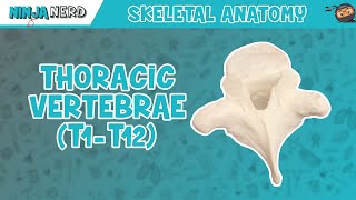 Thoracic Vertebrae T1T12 Anatomy [upl. by Leahci]