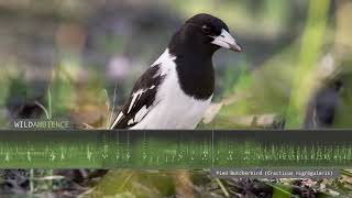 Pied Butcherbird Sounds  The song amp calls of one of the worlds most melodic songbirds [upl. by Atilegna]