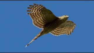 Sparrowhawk Bird Call Bird Song [upl. by Akcirderf559]