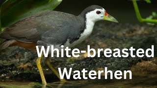 Whitebreasted Waterhen [upl. by Phox951]