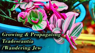 Growing Tradescantia  Wandering Jew Care amp Propagation [upl. by Eirolam]