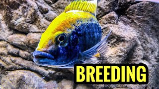 Breeding African Cichlids Is Easy [upl. by Ateekan]