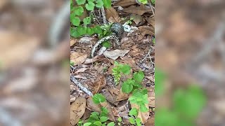 Kingsnake Vs Copperhead Battle Captured In Alabama Yard [upl. by Jaye762]