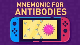 Antibodies  Immunoglobulins Structure amp Function  Part 1 [upl. by Lemay]