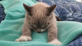 CAT COMPILATION  Cats Making Biscuits Cats Kneading with relaxing music  Part 1 [upl. by Caron]