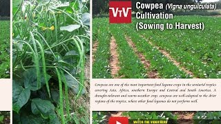 How to cultivate cowpea Vigna unguiculata [upl. by Arracot747]