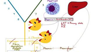 AntiCoagulation amp Fibrinolysis [upl. by Keen]