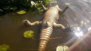 ISSO ESTÁ ACONTECENDO NO PANTANAL [upl. by Angrist]