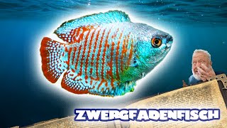 ZWERGFADENFISCH  FISCHENZYKLOPÄDIE  Zoo Zajac [upl. by Frerichs]