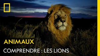 COMPRENDRE  Les lions [upl. by Ajile]