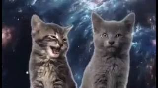 LA CANCION DE LOS GATOS [upl. by Hakeber]