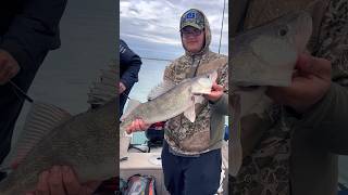 Jigging Lake Erie Walleye Buffalo NY [upl. by Nadean98]