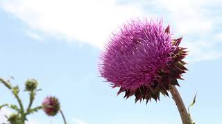 Musk Thistle Carduus nutans [upl. by Asirap937]