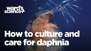 Caring and Culturing for Daphnia [upl. by Aehcim]