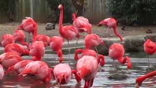 Pink Flamingo Birds  At The National ZOO [upl. by Ugo]