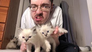 KITTENS 🐱  Ricky Berwick [upl. by Loftis]