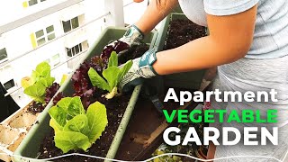 Balcony Gardening Growing My Own Vegetables In My Apartment Patio  Jolene Foliage [upl. by Cr]