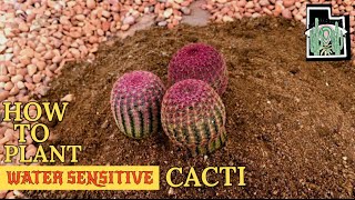 How to Plant Water Sensitive Cacti  Echinocereus rigidissimus [upl. by Oos]