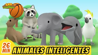 Animales Inteligentes Episodio Compilación Español  Leo El Explorador  Animación  Familia [upl. by Gosnell174]