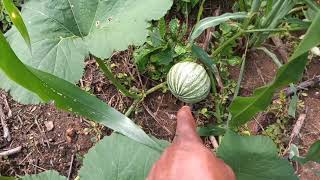 para esto sirve esta calabaza pipian seguro ya la probaste y no lo sabes [upl. by Nielson]