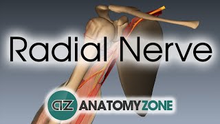 Radial Nerve  3D Anatomy Tutorial [upl. by Milka44]