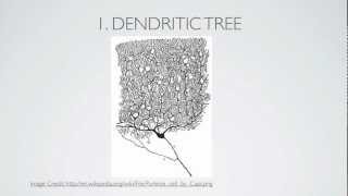 What Is A Dendrite [upl. by Ostraw893]