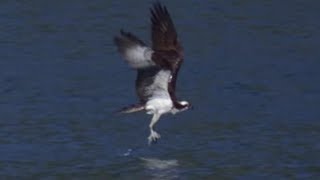 Osprey Hunts Fish in Slow Motion  BBC Earth Explore [upl. by Nibbor]