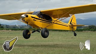 STOL Takeoff and Landing of Fully Restored Piper Cub [upl. by Ursas829]