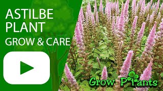 Astilbe plant  grow amp care False spirea [upl. by Riesman]