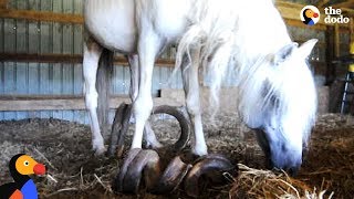 Horse With Overgrown Hooves Rescued From Barn  The Dodo [upl. by Ecyle]